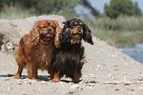 CAVALIER KING CHARLES 176